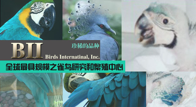 BII,Birds International Inc. 全球最具规模之雀鸟研究和繁殖中心，珍稀品种鹦鹉